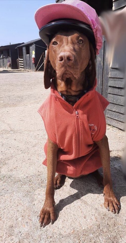 AVCP_Stables's tweet photo. One of our best riders ready for some practice!

#avcp #alkhamvalley #cutedog #dog #horseriding #horse #horses https://t.co/aZlD1LHrxS
