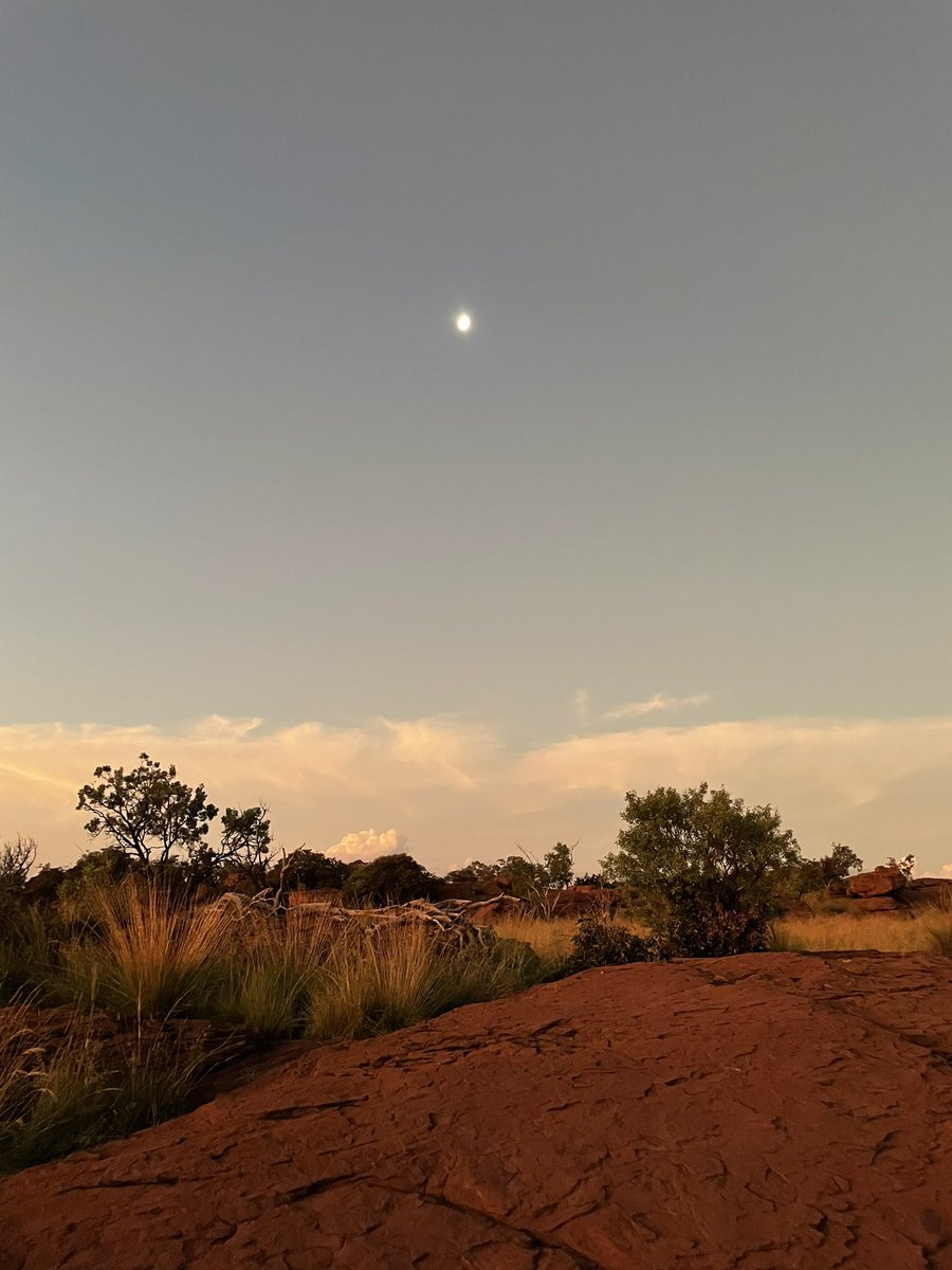 Magical moments with our team at Telperion. Thanks to <a href="/OppGenRC/">Oppenheimer Generations Research & Conservation</a> for hosting us in this beautiful grassy ecosystem!