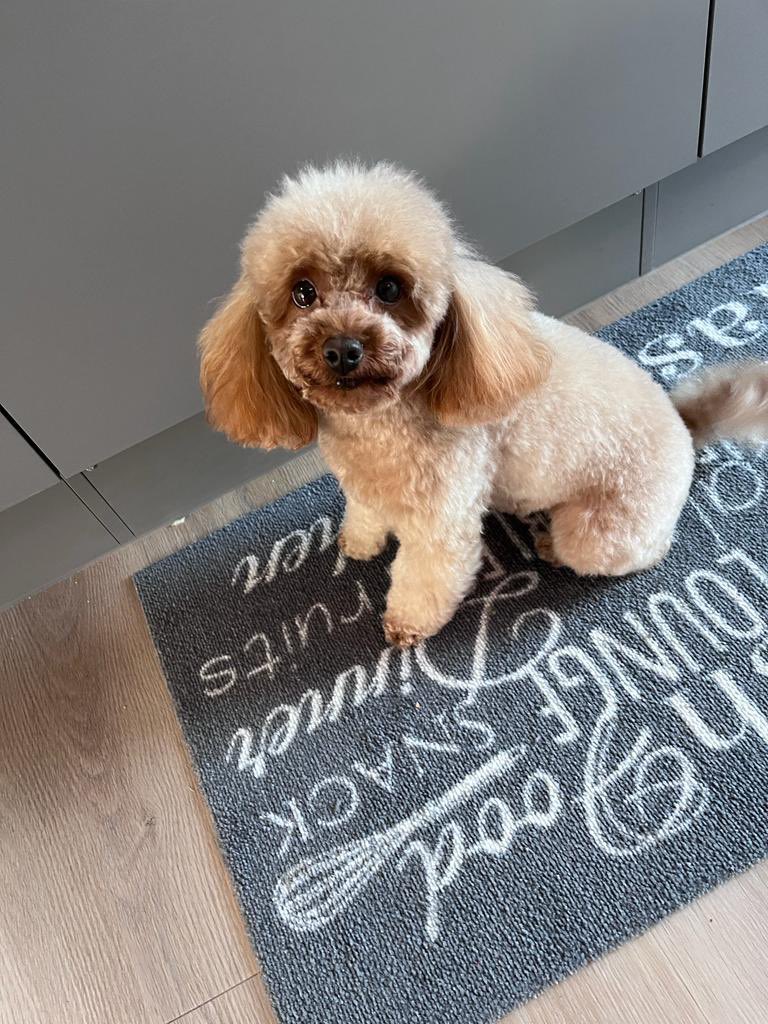 oxanadc's tweet photo. @MichelleObama A furry friend is 4 life #NationalPetDay #bestfriends #friends #POODLARMY #life #bestoftweets https://t.co/f0T8DVsj50
