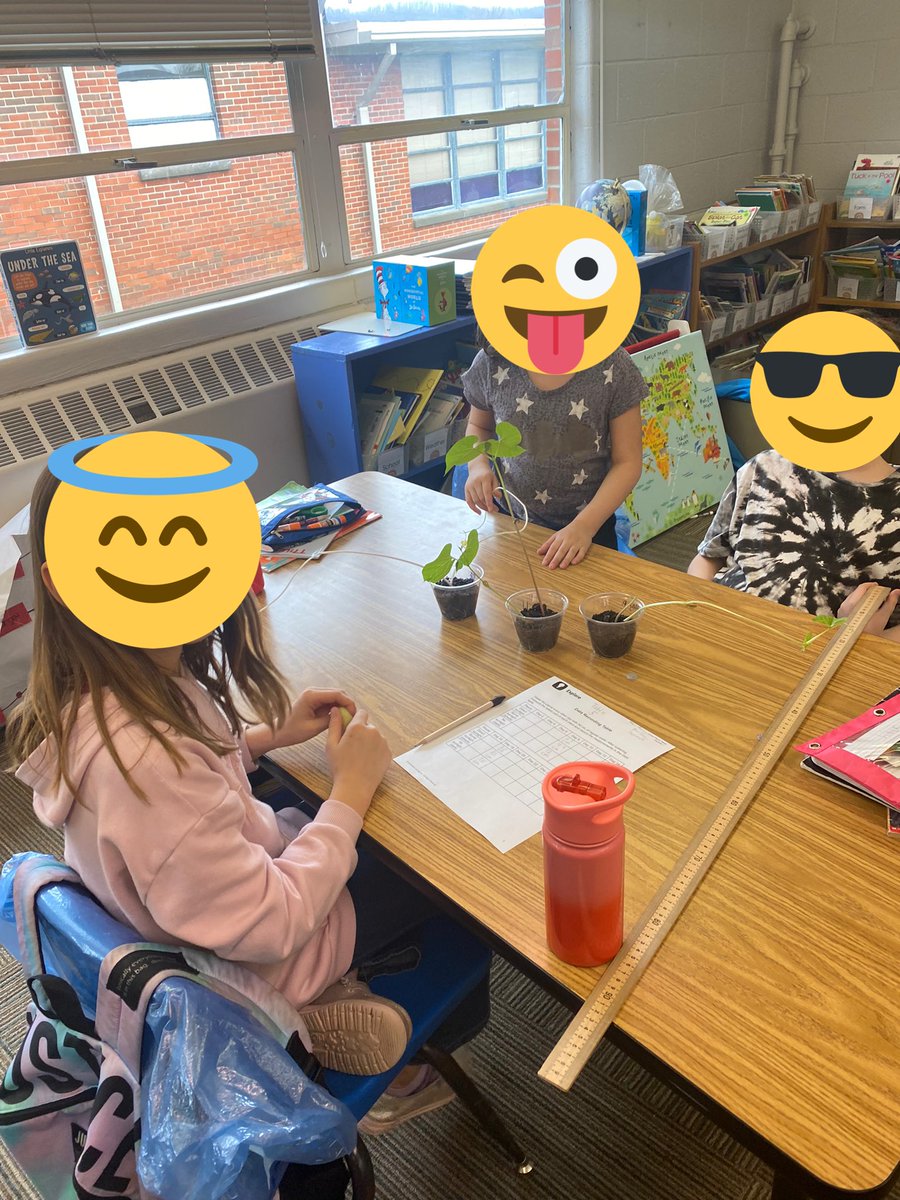 sarabeth836's tweet photo. Measuring our plant growth in second grade. We are testing to see if the amount of sunlight that the plants have an effect on how much they grow! These cougars love science!! @PawsforCougars #LearnersTodayLeadersTomorrow #cantspellsuccesswithoutCES https://t.co/wpwEmgFUIO