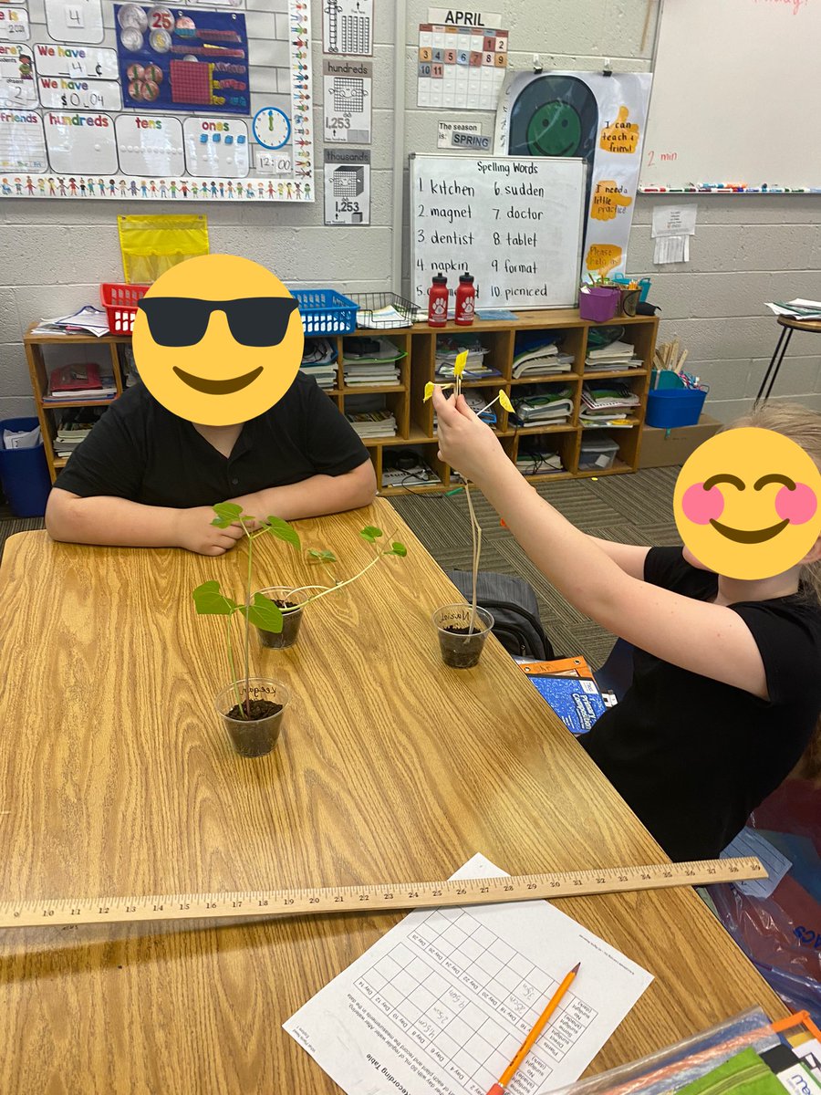 sarabeth836's tweet photo. Measuring our plant growth in second grade. We are testing to see if the amount of sunlight that the plants have an effect on how much they grow! These cougars love science!! @PawsforCougars #LearnersTodayLeadersTomorrow #cantspellsuccesswithoutCES https://t.co/wpwEmgFUIO