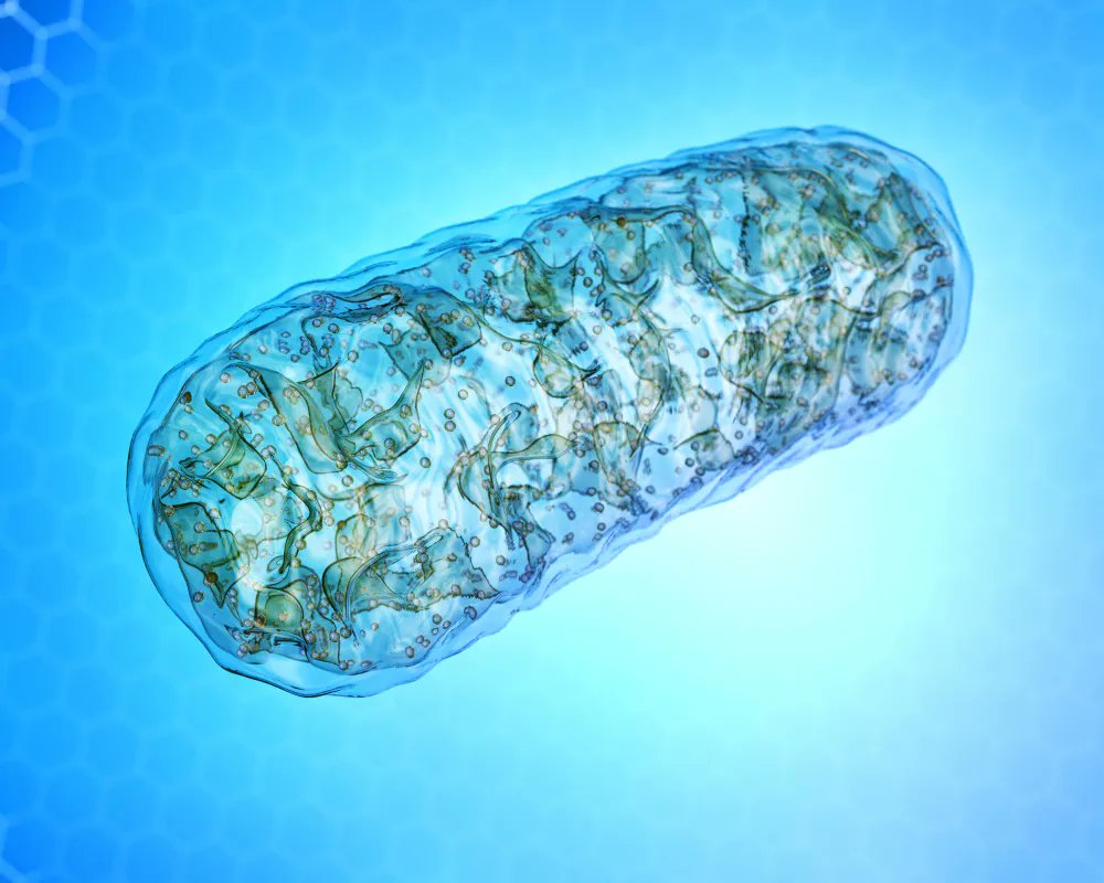 BMC_series's tweet photo. In this #BMCGenomData publication, the authors build network models to examine association between mitochondrial DNA variants and various cancers with a focus on gastric cancer highlighting the role of mitochondria in tumour progression. https://t.co/bGSzmH0gjH https://t.co/nDYPobXntq