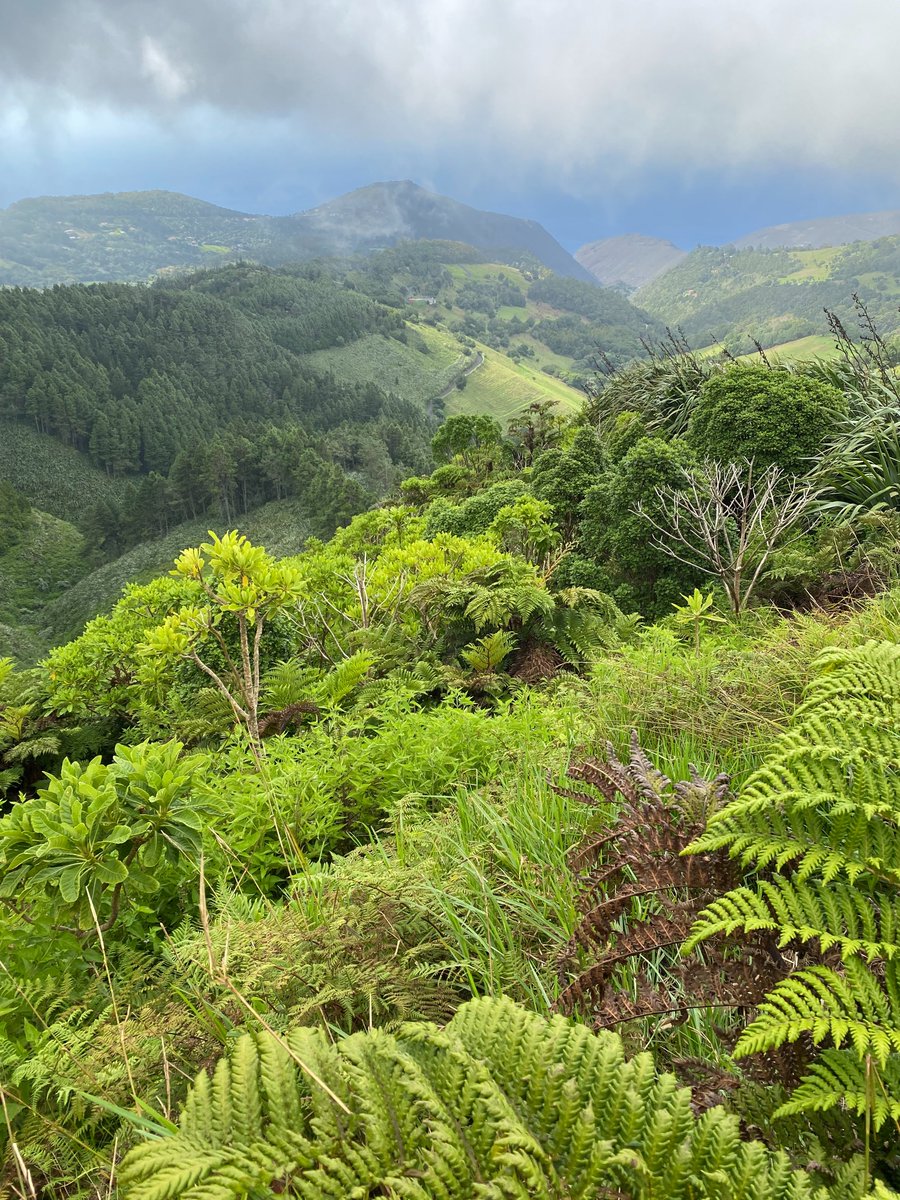RobWJackson's tweet photo. I’ve recently had the privilege to accompany @BIFoRUoB  funded Doctoral Researcher @AmyJW31  to St Helena island as partners of a @Darwin_Defra  funded project led by @CABI_News colleagues Rob Reeder, Norbert Maczey and Phil Taylor https://t.co/0Ozy7ejBTW