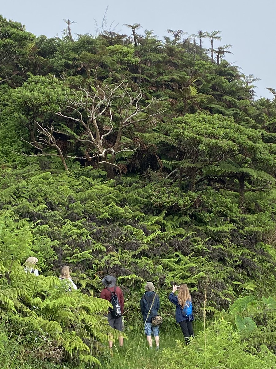 RobWJackson's tweet photo. I’ve recently had the privilege to accompany @BIFoRUoB  funded Doctoral Researcher @AmyJW31  to St Helena island as partners of a @Darwin_Defra  funded project led by @CABI_News colleagues Rob Reeder, Norbert Maczey and Phil Taylor https://t.co/0Ozy7ejBTW