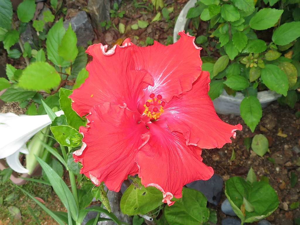 ハワイアン系の大輪の真っ赤なハイビスカスが久々に咲きました。 A large Hawaiian hibiscus in my garden has bloomed for the first 