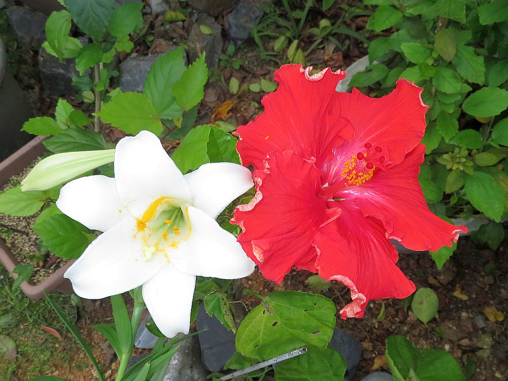 真っ赤なハイビスカスと白いユリの花のコラボが綺麗です。 The collaboration of bright red hibiscus and white lily flowers is b