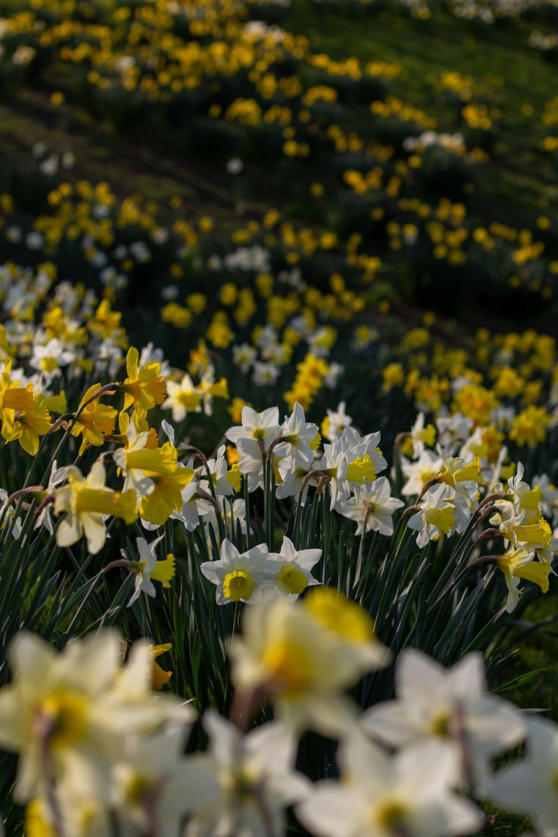 Daffodils on campus