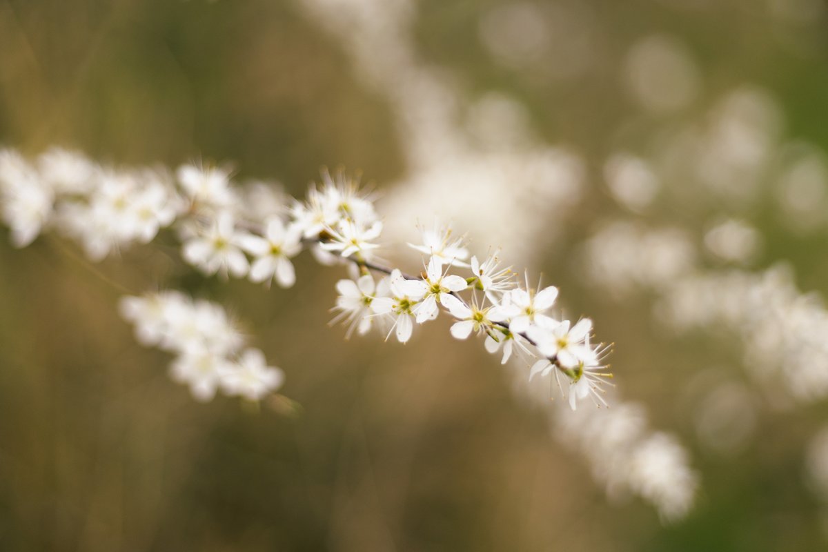 Dropwort within Burleigh wood