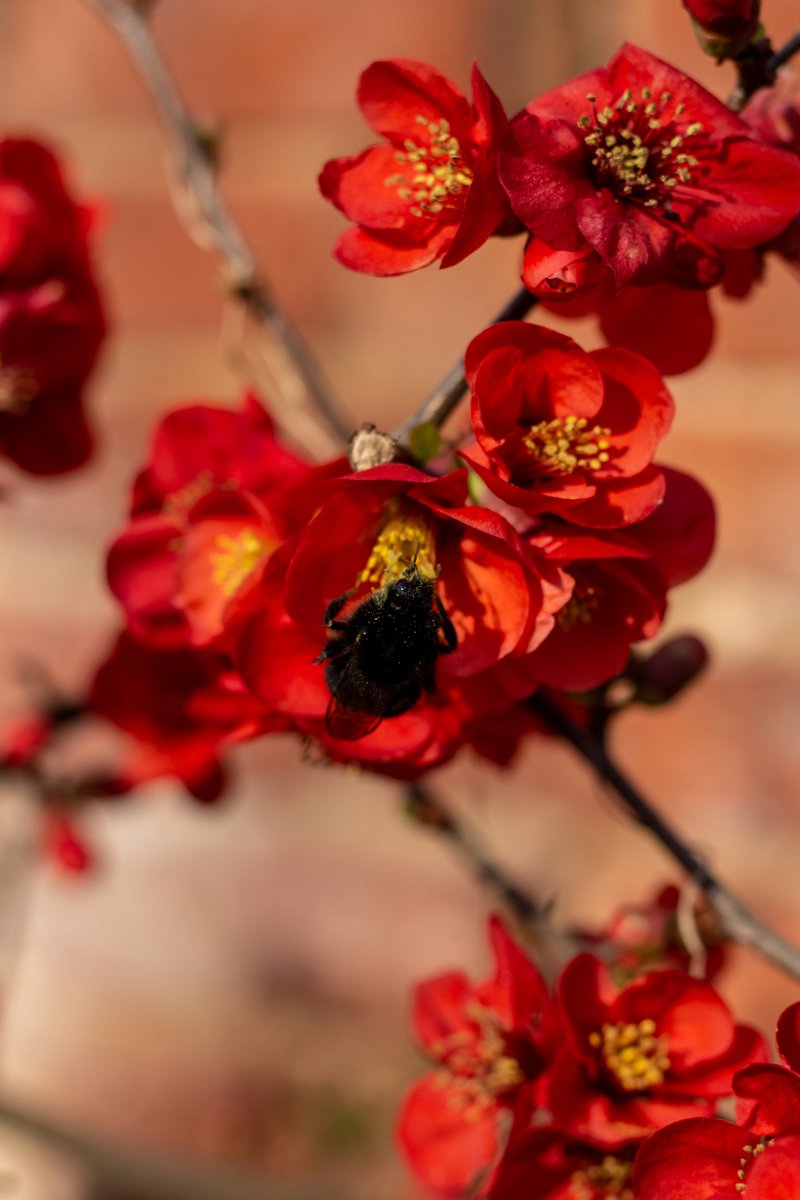 A bee sitting on some red flowers