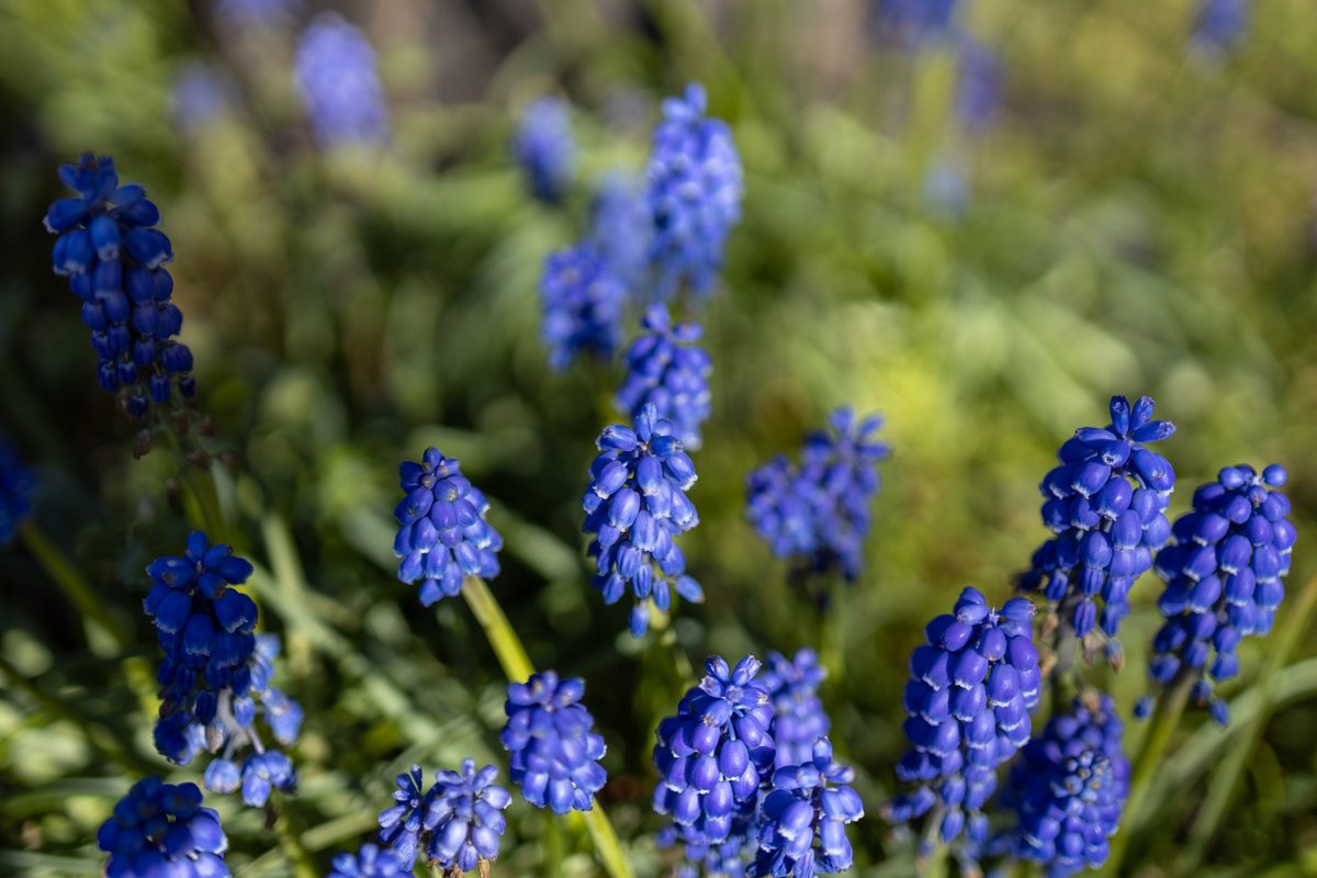 Grape hyacinth flowers on campus