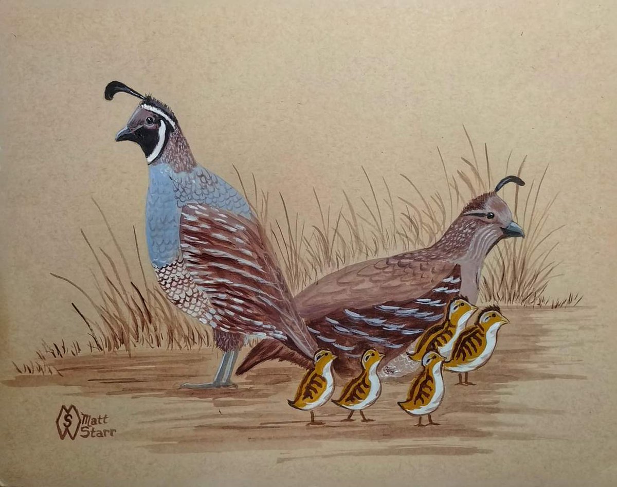 MattStarrFineA1's tweet photo. Here is my painting of a pair of California Quail with some chicks. https://t.co/OHB6ZKZRsC
#mattstarrfineart #californiaquail #California #quail #birds #nature #quailhunting #wildlife #birdsofinstagram #quailsofinstagram #valleyquail #birding #bird #uplandhunting https://t.co/1tX0LpvmJ6