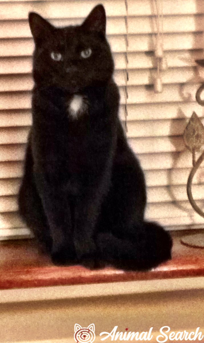 catgirl321's tweet photo. #MISSING Very handsome panfur boy BOBBY, who has a small diamond-shaped patch of white fur on his chest, and wearing a yellow reflective collar, in Welling, Kent DA16 1βΌοΈ
DETAILS > https://t.co/7JzuxWmn63
#cats #LOST #FindBobby
PLEASE SHARE/RTβοΈ https://t.co/MXBPT7radw