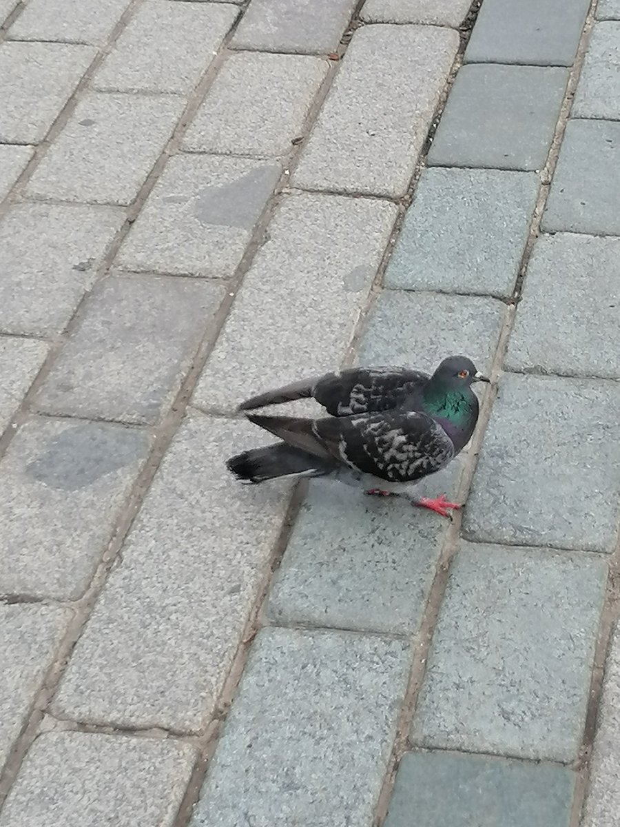 #SongJoongKi #Inzaghi bebeğim sen misin