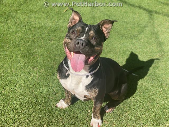 Cristia30183690's tweet photo. #SaveTyson! 
TYSON #A5462057
Male 2 years old. HAS PLEDGES AVAILABLE FOR RESCUE! 

Lancaster Animal Care Center
CALL: (661)9404191 

@Adopt_A_Boxer @flaboxerrescue @savetheboxers
 @ATXBoxer @MNBoxerRescue @hobocare @BoxerRescueOnt @BoxerRescueMom https://t.co/BQm2IjJZvC