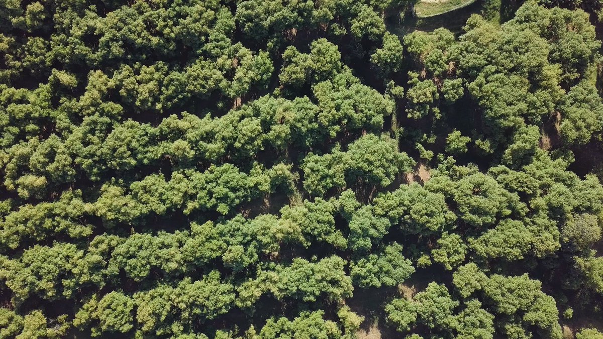callirachel's tweet photo. In #Michoacan, locals have begun arming themselves into militias to protect avocado farms against cartels. These guys were doing patrols + vehicle checks when we joined them. The day we filmed, many were called away to fight the Jalisco Cartel in a neighbouring town. #DatelineSBS https://t.co/7DvqtqZ2P9