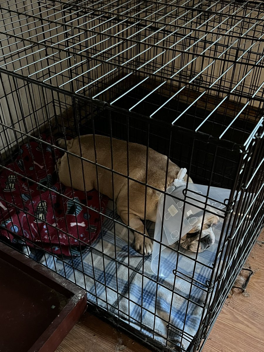 SquishyCin7's tweet photo. Positive thoughts for our Beefie who had a run to the emergency vet yesterday please https://t.co/voNWFcXs7O