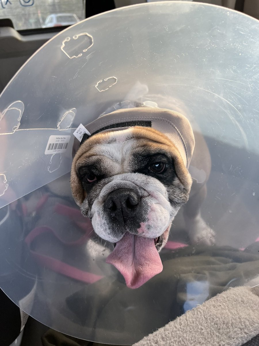 SquishyCin7's tweet photo. Positive thoughts for our Beefie who had a run to the emergency vet yesterday please https://t.co/voNWFcXs7O