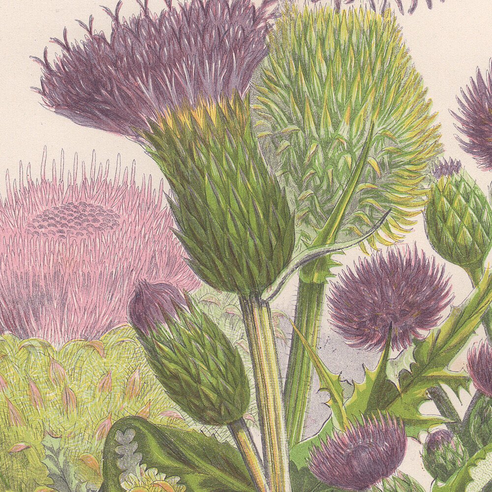Ser un cardo borriquero es sinónimo de arisco, desagradable o feo. 
A no ser que te ilustre alguien como la artista botánica Anne Pratt (1806-1893). En sus manos, el cardo se convierte en Cirsium, el más bello y delicado.