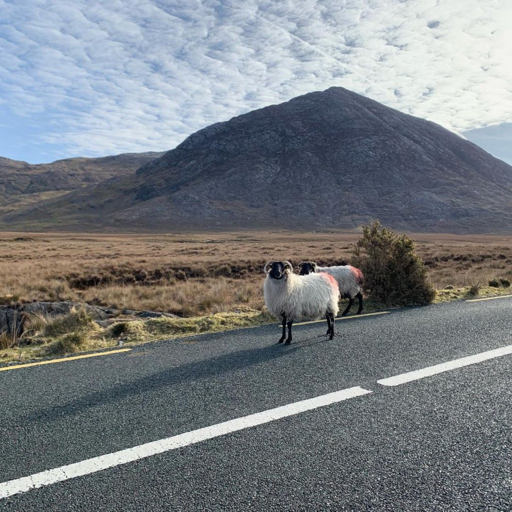 visit_galway's tweet photo. Serious question... if you haven't seen sheep on the road when travelling through Connemara, have you really seen Connemara?!๐๐โฐ๏ธ๐ฏ๐
๐ธ IG/ pauuuuline_c
๐ Connemara, Ireland l
#Sheep #RulersOfTheRoad #HowyaNow #NoneShallPass #Traffic #Connemara #Galway #Ireland #VisitGalway https://t.co/wXi65rBk97