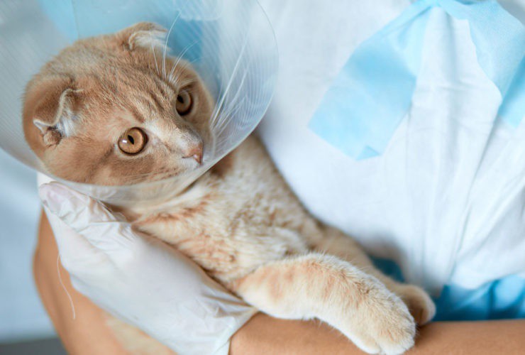 katriscat's tweet photo. Taking this step is the only way to find out if the treats are good or bad for your cat.

Read more 👉 https://t.co/sMhpdI4B8H

#HealthyCatTreats #katriscat #katris #catlovers https://t.co/xeS5Fvux9u