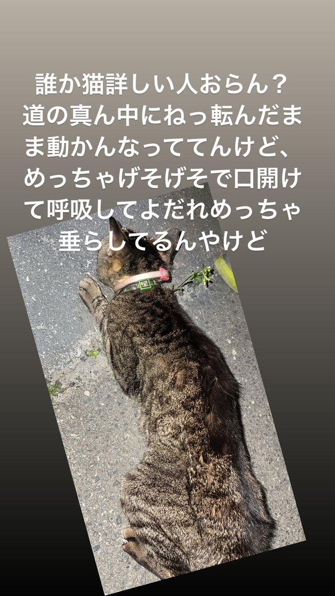xjr_chevrolet's tweet photo. 拡散希望本当にお願いします。
4/11午後7時ごろ兵庫県加西市王子町で道の真ん中で這いつくばって動けなくなってたので保護しました。
近くの家の方々には飼い主ではないか確認しましたが違いました。
虫除けの首輪、緑の迷彩柄の首輪、去勢済みの猫ちゃんです。
詳細はメモに書いときます https://t.co/vkdOQcwGmh