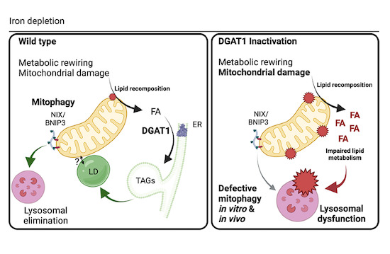 The EMBO Journal (@embojournal) on Twitter photo Synergy between #lipiddroplet biogenesis and #mitophagy sustains cell and tissue integrity upon iron depletion
<a href="/tom_mcphagy/">Tom McWilliams</a> and co-workers <a href="/helsinkiuni/">University of Helsinki</a>
embopress.org/doi/10.15252/e… Synergy between #lipiddroplet biogenesis and #mitophagy sustains cell and tissue integrity upon iron depletion
<a href="/tom_mcphagy/">Tom McWilliams</a> and co-workers <a href="/helsinkiuni/">University of Helsinki</a>
embopress.org/doi/10.15252/e…