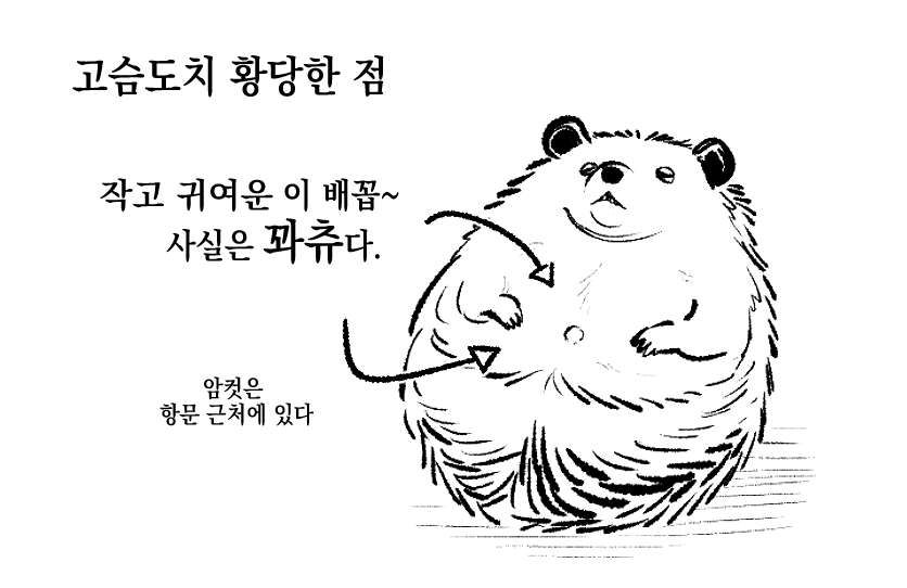 BLACKBEAN_hog's tweet photo. 고슴도치의 황당한 사실 https://t.co/EvruIKwJ2B