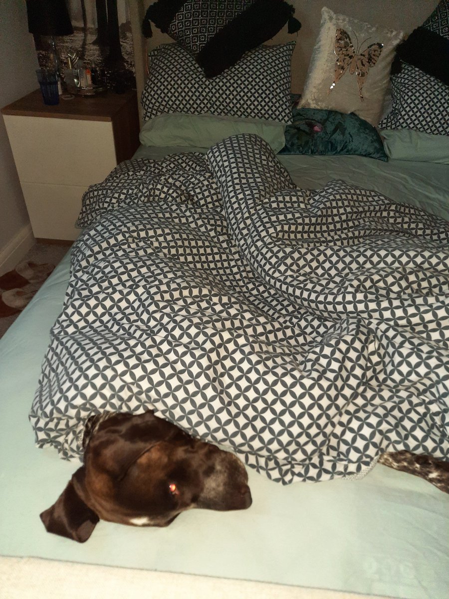 Sarah37532142's tweet photo. Murray, my GSP loves to sleep...alot #NationalPetDay https://t.co/UbVcKBleop