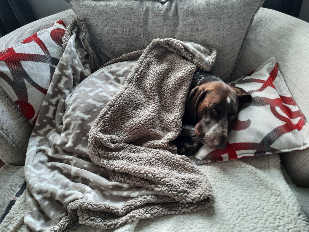 Sarah37532142's tweet photo. Murray, my GSP loves to sleep...alot #NationalPetDay https://t.co/UbVcKBleop