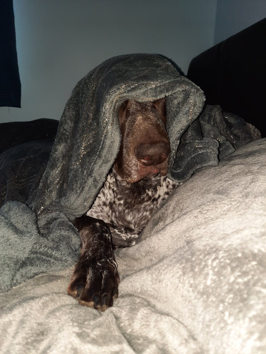 Sarah37532142's tweet photo. Murray, my GSP loves to sleep...alot #NationalPetDay https://t.co/UbVcKBleop