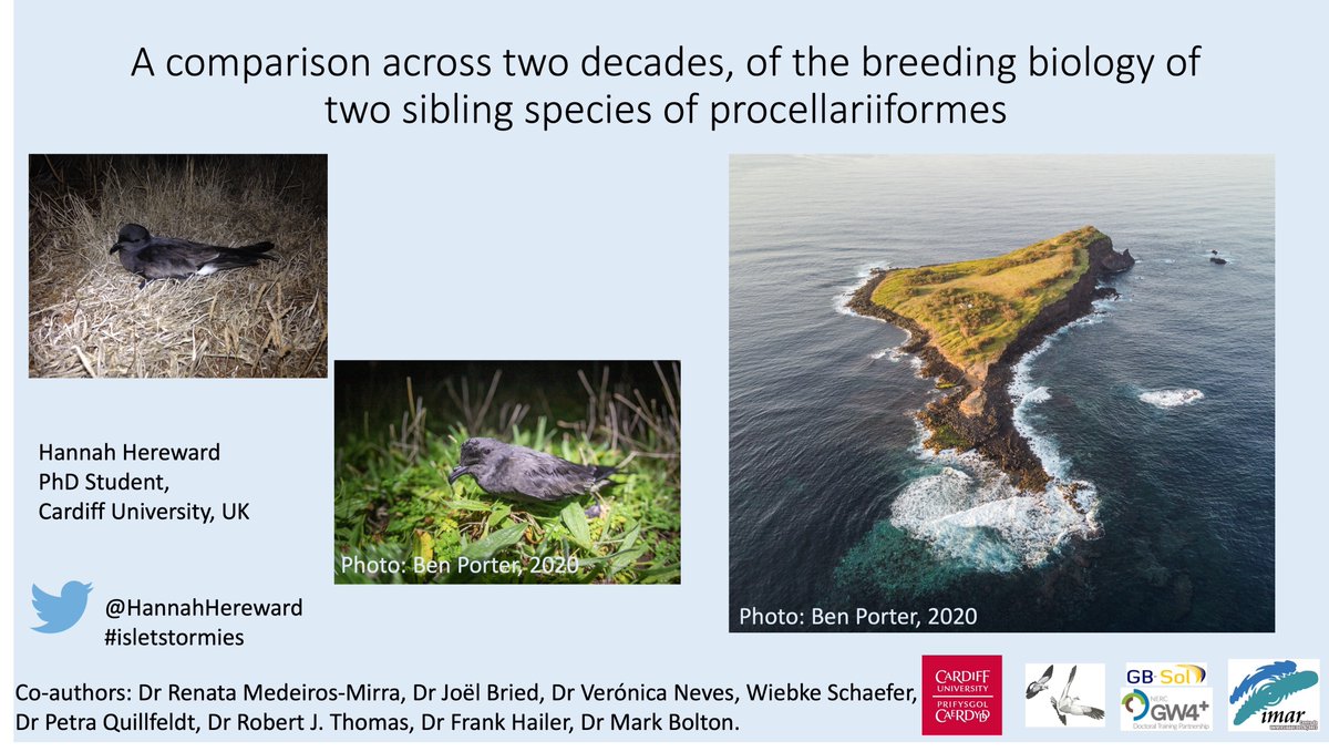 1/6. #BOU2022 #SESH1. Excited to be presenting at the #BOU2022 <a href="/IBIS_journal/">BOU 👩🏻‍🏫👨🏿‍🏫🧕🏽👳🏽‍♂️ 🌈</a> #conference! 
Today I will be presenting some breeding phenology data from artificial #nestboxes which have been monitored across the last two decades.
#ornithology #IsletStormies