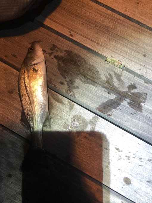 パシャパシャやってるのシーバスだろうなぁと思ったらシーバスだった 