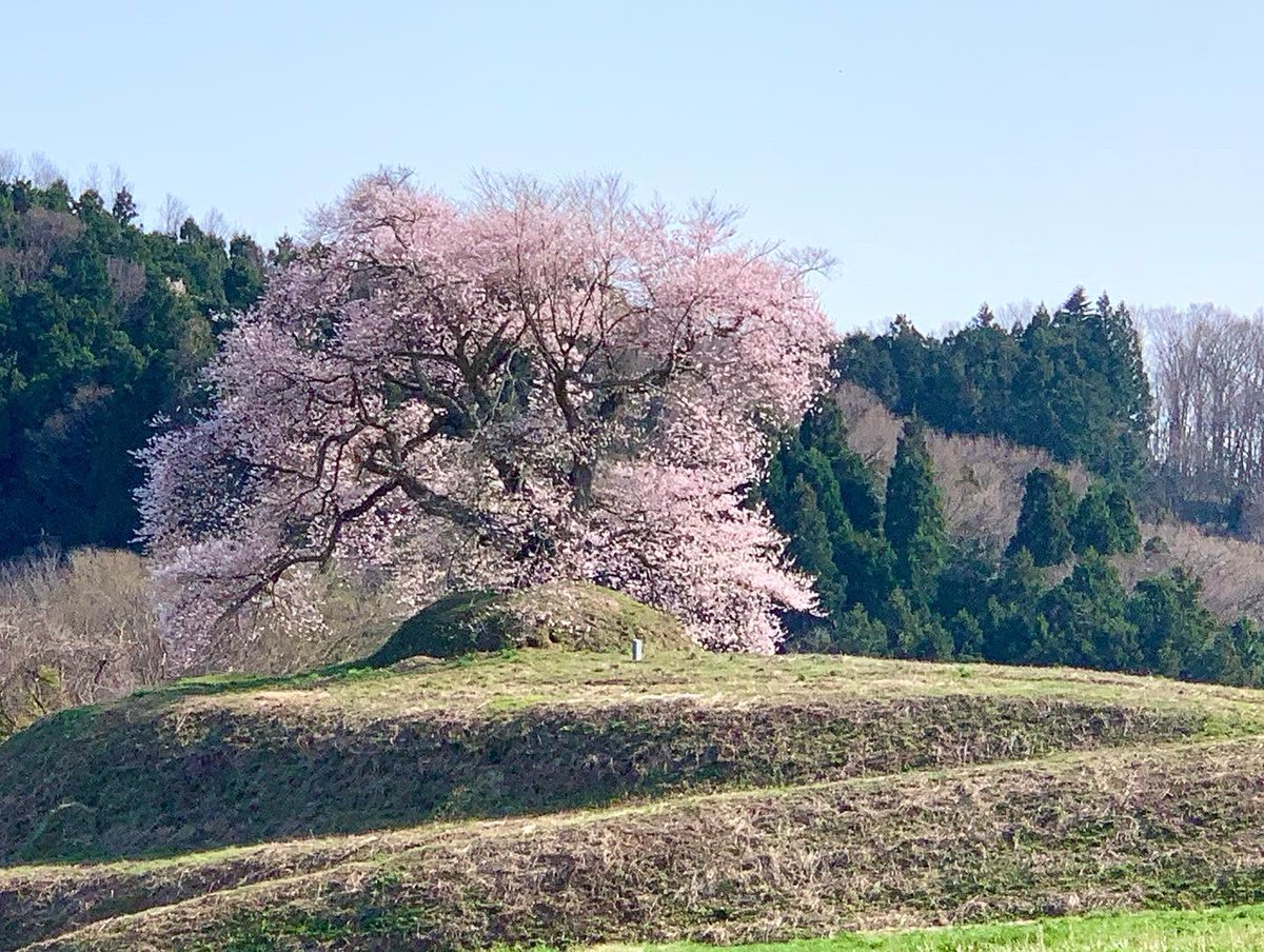 ito_katsu's tweet photo. 今日の桜　2022.4.12.  その1/2

大桜（三春町南成田）
平堂壇の桜（三春町北成田）

車内が暑すぎて🥵エアコンつけた

先週は昼間もストーブ焚いてたのに

　#大桜　#南成田の大桜　#平堂壇の桜　#三春町北成田 https://t.co/bbKxGQjhSV
