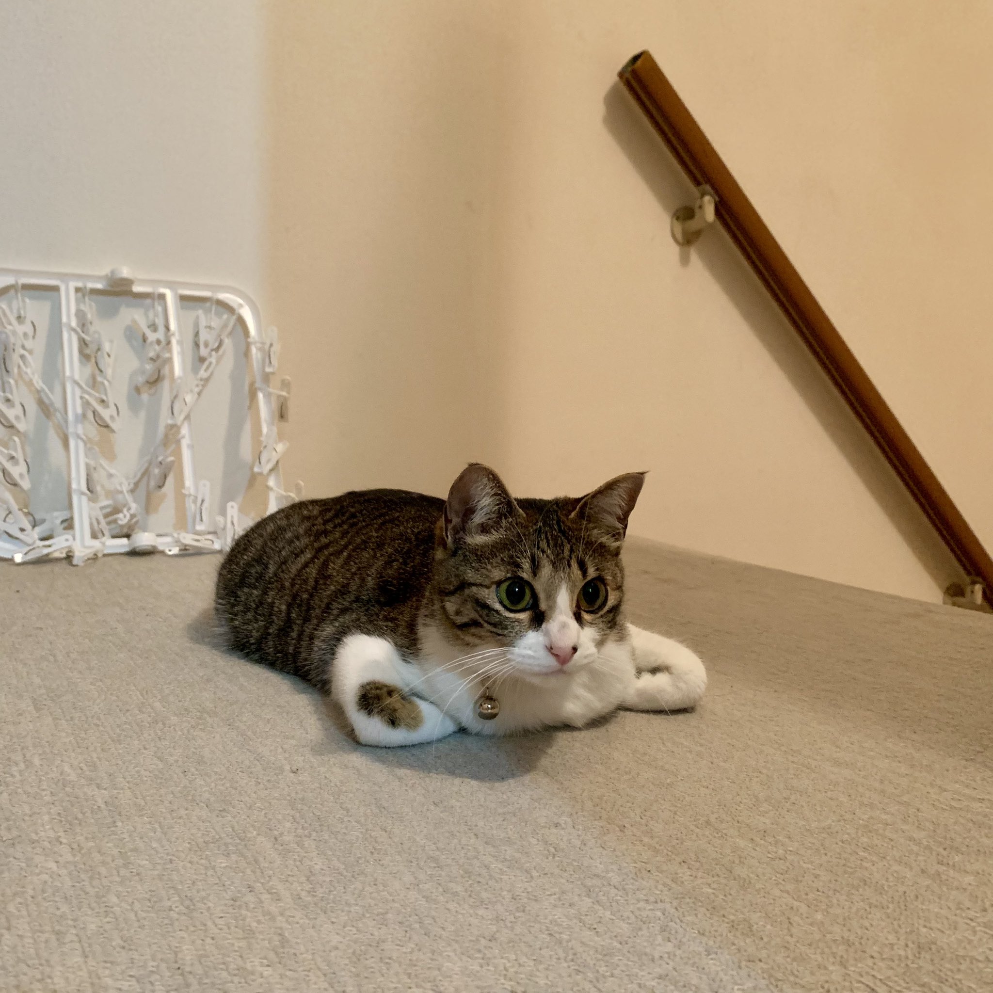 真顔のクロエ 香箱座りの亜種 猫 猫のいる暮らし Cat 猫のいる生活 真顔のクロエ T Co Jpxhpqz5dm Twitter