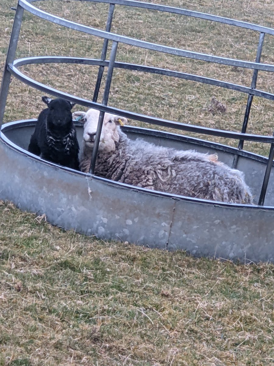 borelandbarnes's tweet photo. Couldn't do that if you were trying to #Herdwick https://t.co/IPOdpZNyif