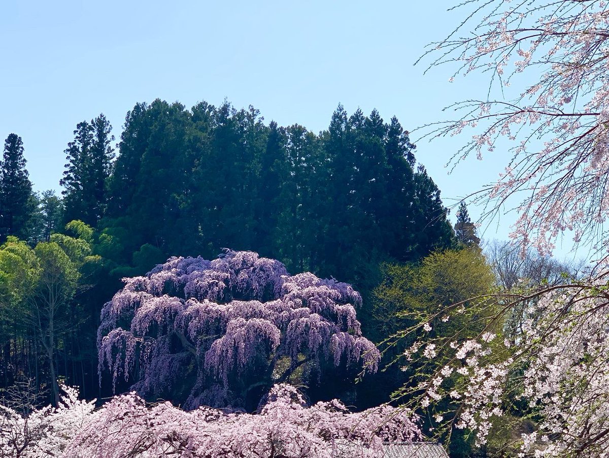 ito_katsu's tweet photo. 今日の桜　2022.4.12.  その2/2

福聚寺の枝垂れ桜

今年もまた、あっぱ口開けて眺めてるだけで大満足😲

　#福聚寺の枝垂れ桜　#三春町 https://t.co/hPuROPy4PS