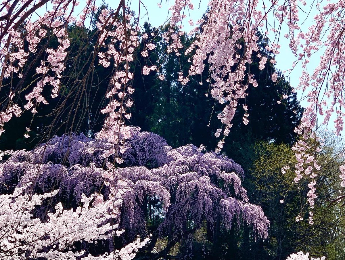 ito_katsu's tweet photo. 今日の桜　2022.4.12.  その2/2

福聚寺の枝垂れ桜

今年もまた、あっぱ口開けて眺めてるだけで大満足😲

　#福聚寺の枝垂れ桜　#三春町 https://t.co/hPuROPy4PS