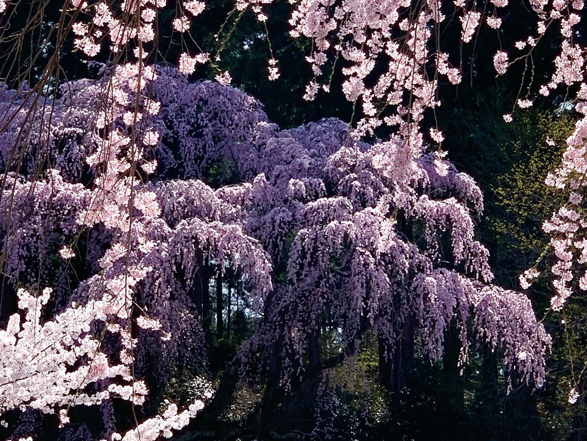 ito_katsu's tweet photo. 今日の桜　2022.4.12.  その2/2

福聚寺の枝垂れ桜

今年もまた、あっぱ口開けて眺めてるだけで大満足😲

　#福聚寺の枝垂れ桜　#三春町 https://t.co/hPuROPy4PS