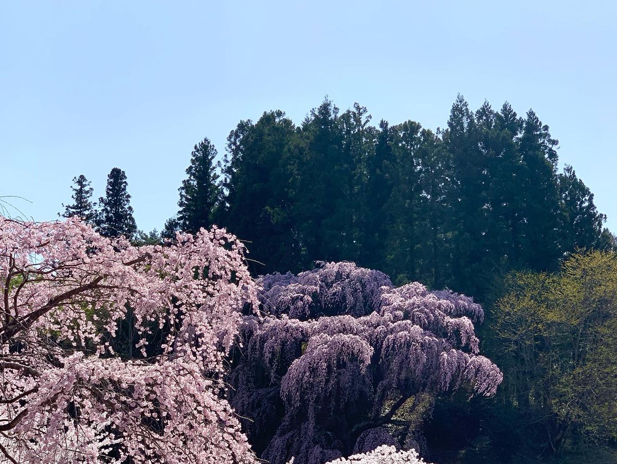 ito_katsu's tweet photo. 今日の桜　2022.4.12.  その2/2

福聚寺の枝垂れ桜

今年もまた、あっぱ口開けて眺めてるだけで大満足😲

　#福聚寺の枝垂れ桜　#三春町 https://t.co/hPuROPy4PS