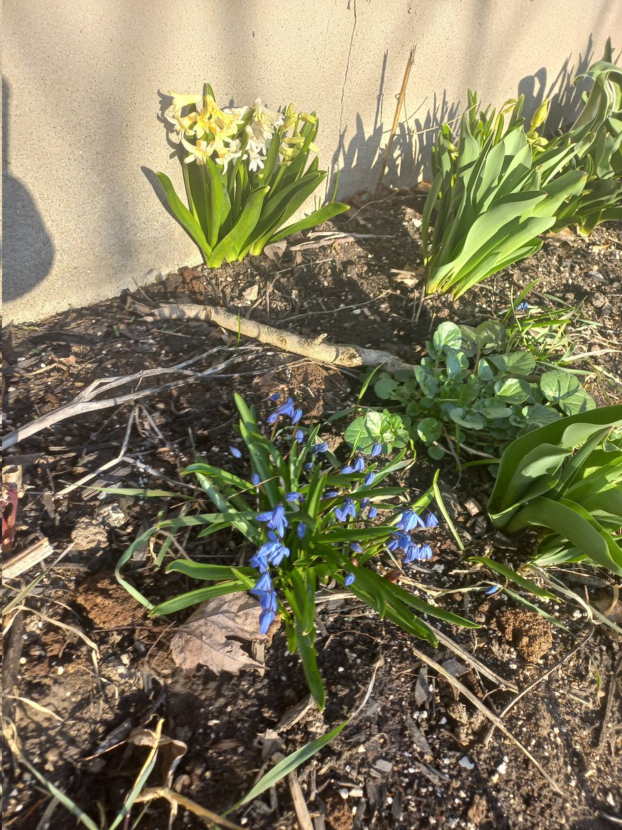 mamam00se's tweet photo. Springing up in the garden ๐คฉ๐ผ
#BloomBabyBloom #SpringingUp #FirstFlowersOfSpring #SpringInOttawa https://t.co/BVezfuAfKx