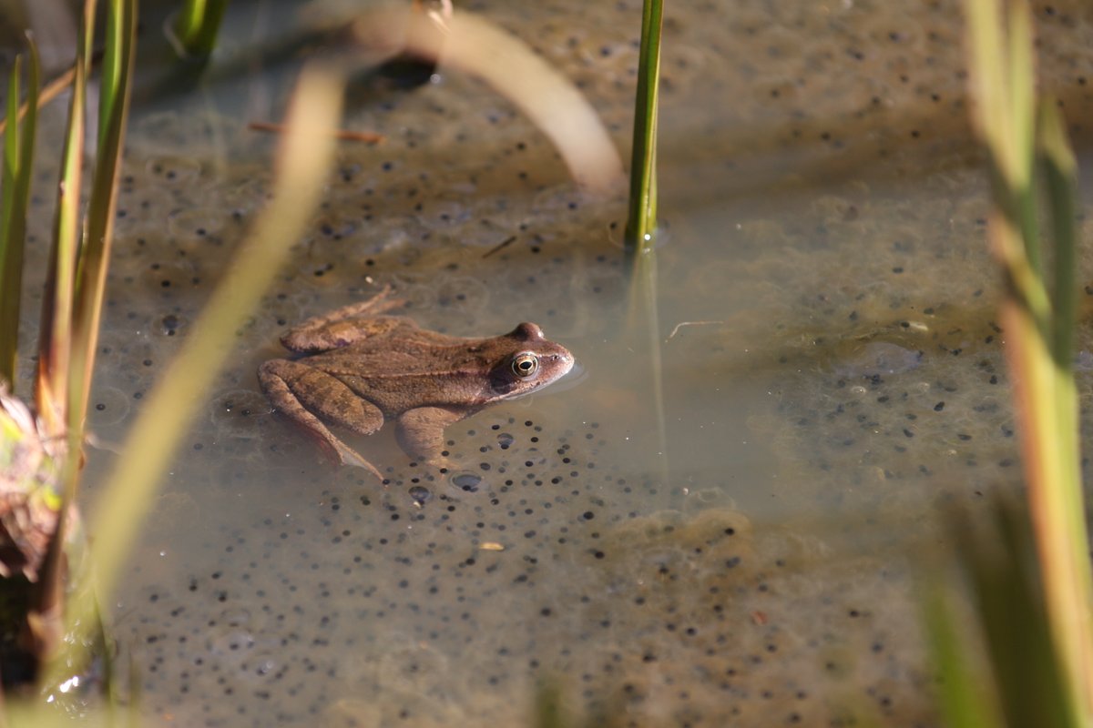 ForestryEngland's tweet photo. Are you a self-confessed #SpringSpotter? Frog spawn is like large clumps of bubbles in a bubble bath, whereas toad spawn is always in a line like a chain. Make sure not to disturb eggs if you see them! 🐸 #BloomingForests https://t.co/ScdZPc9aZd