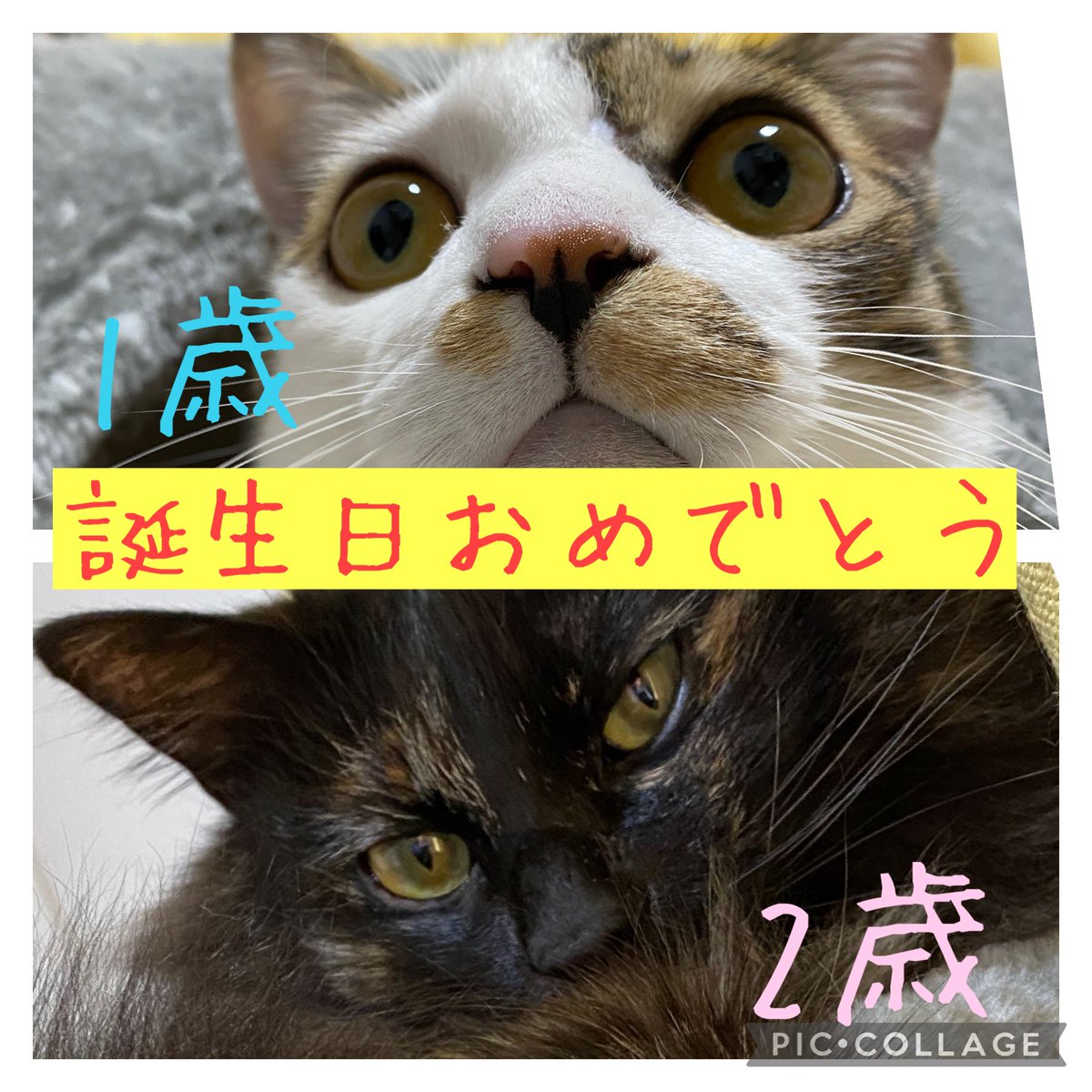 puccho_genki's tweet photo. 経過観察　7日目

一つ目の目標だった誕生日。
元気に迎えられました㊗️

ぷっちょ1歳（推定）
ヴィヴィ2歳（推定）

ぷっちょは山に捨てられ、ヴィヴィは保健所に持ち込まれたけ��、今は大事な家族になりました
ずっとずっと元気で一緒にいようね🤗 https://t.co/rfEt7bnNiK