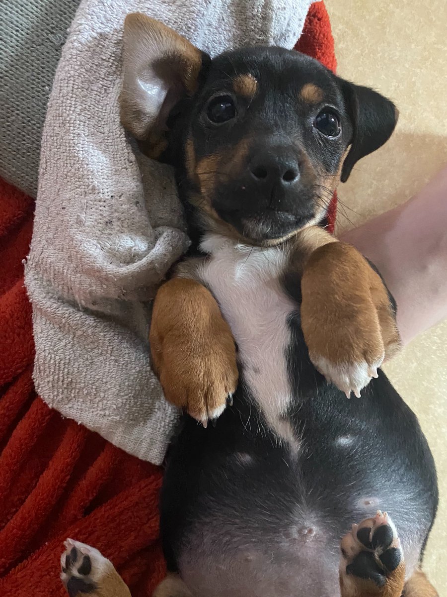 CcileValero's tweet photo. Je sais pas vous, mais moi ce petit bidou me met du baume au coeur en ce début de semaine morose (oui c'est une chaussette en oreiller 🧦 : c'est sa passion dans la vie, alors on lui fait quotidiennement des offrandes). 🐶💕 #dogsoftwitter https://t.co/0racc8Kog1
