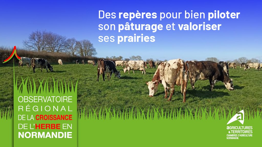 Agri_Normandie's tweet photo. La pousse de l’#herbe se fait attendre.

🎯 Ne pas aller trop vite au risque de limiter la repousse.

💡 Pensez économies 👉 Avec une ration à moins de 7 kg d’ensilage de maïs et une bonne pâture il est possible de se passer de correcteur azoté.

➡️ https://t.co/WKzRYtgNh4 https://t.co/8MgqpiBEi9