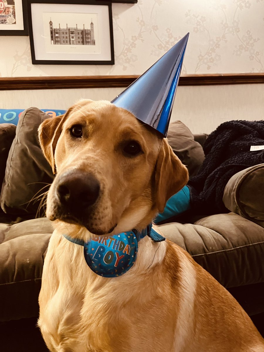 Nikdubya's tweet photo. @candiwrites This was Finn on his first birthday in January. He sends heavy Labrador hugs. https://t.co/6lgXBjj6Iv
