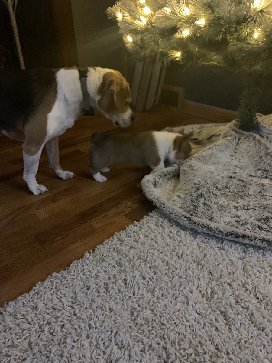 palmero723's tweet image. I missed National Pet Day 😢😢 Please accept my overdue submissions