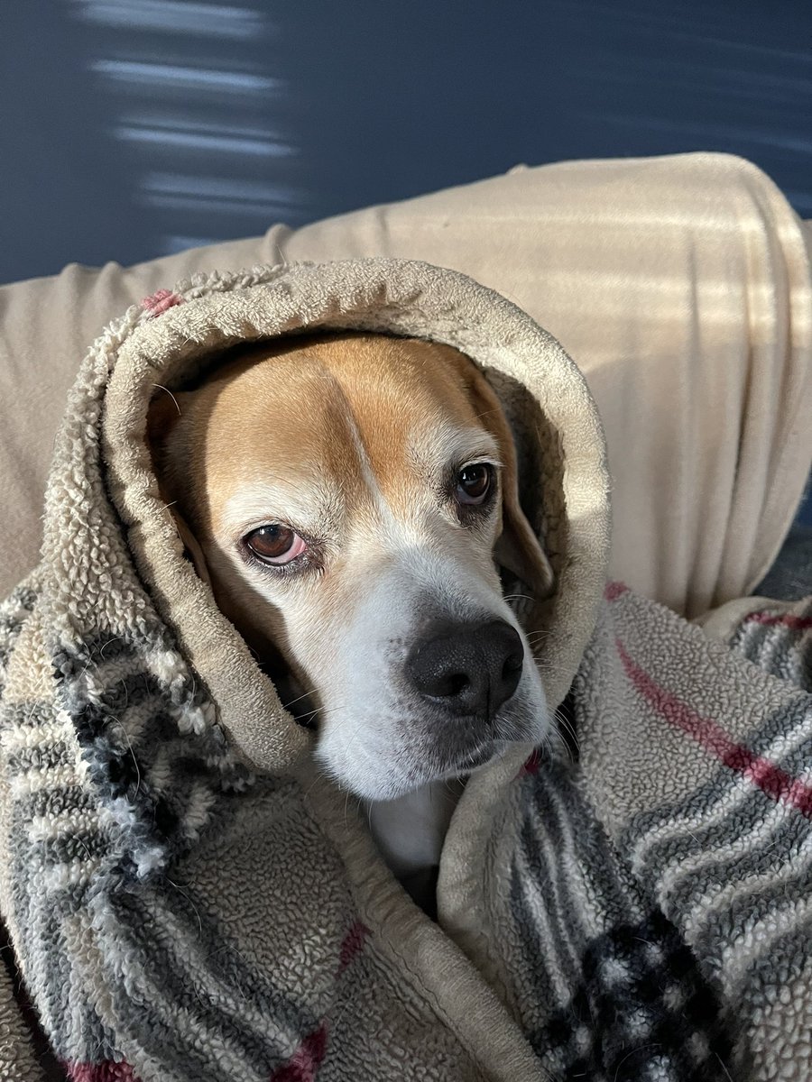 palmero723's tweet image. I missed National Pet Day 😢😢 Please accept my overdue submissions