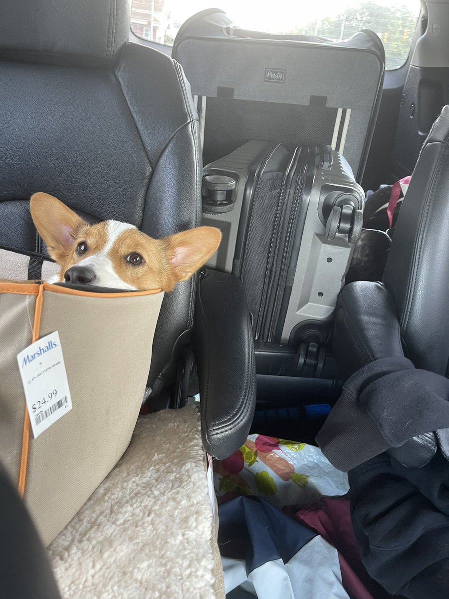 palmero723's tweet image. I missed National Pet Day 😢😢 Please accept my overdue submissions