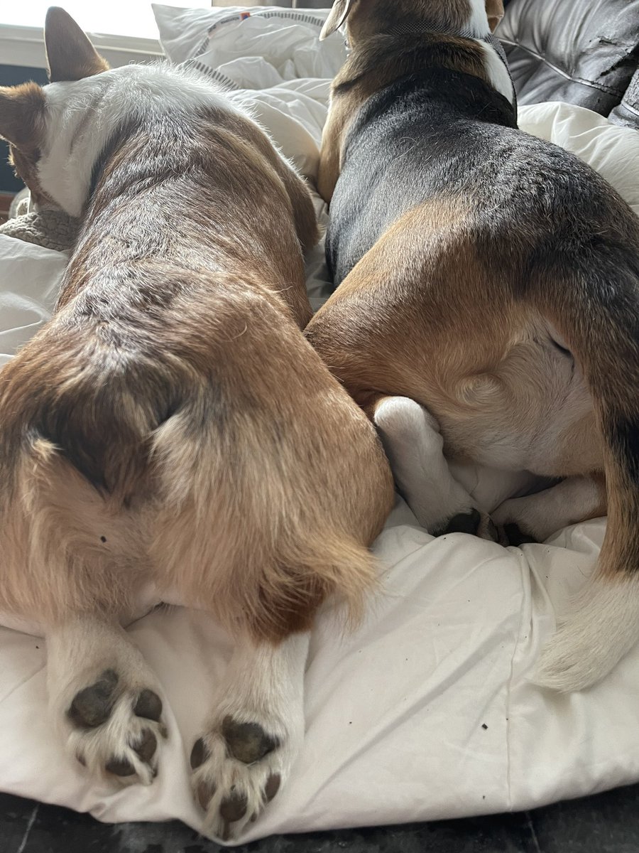 palmero723's tweet image. I missed National Pet Day 😢😢 Please accept my overdue submissions