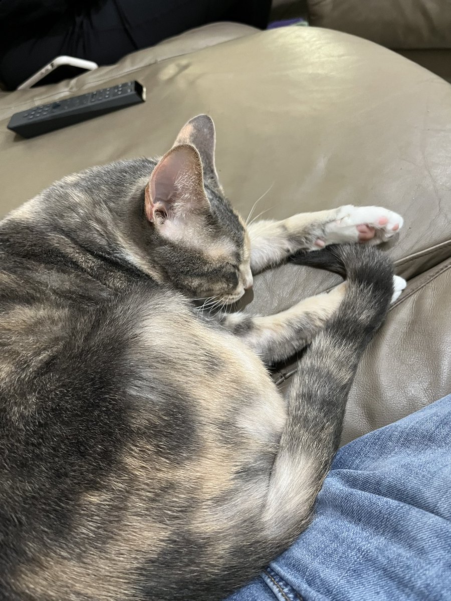 borgiwan's tweet image. Kitten therapy (she hasn’t been a kitten in years, but..)